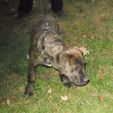 puppy2