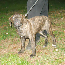 puppy2