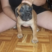 Male boy dog