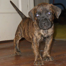 boerboel puppy