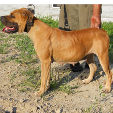 females puppy