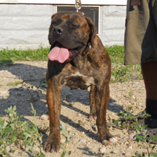 Boerboel breeders Ohio | puppies for sale | Boerboel Rescue | South African Mastiff Breeder