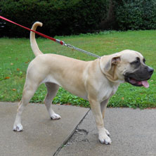 Boerboel Sasha