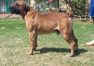 African Boerboel