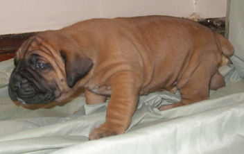 Male Boerboel Puppy