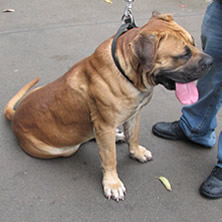 African boerboel Male