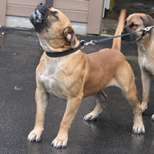 boerboel-puppy-for-sale