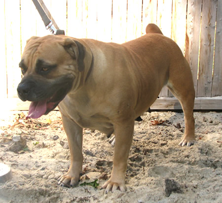 African Boerboel 