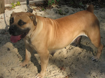 African Boerboel 