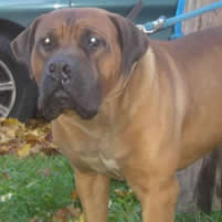 puppy