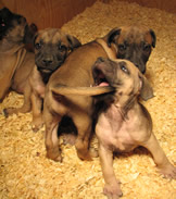 boerboel pup