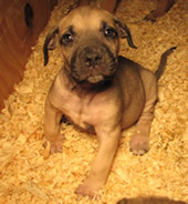  Boerboel pup