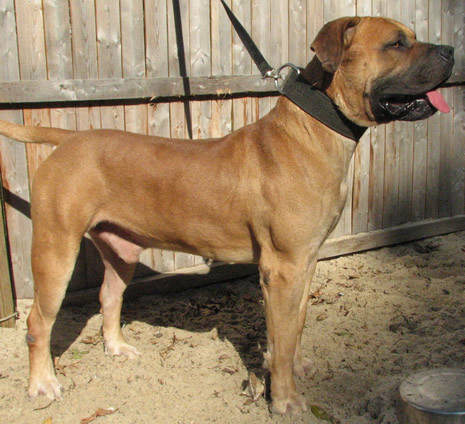 African Boerboel 