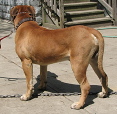 African Boerboel 