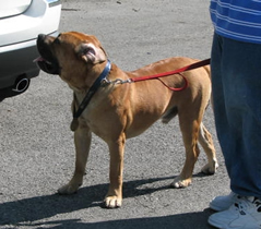 champion producing boerboel