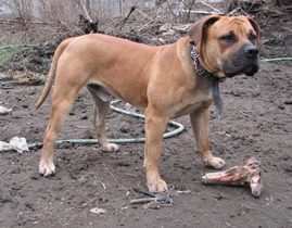 Boerboel bone