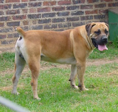 African Boerboel 