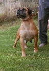 African Boerboel Dog