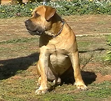 African Boerboel 