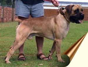 African Boerboel 