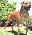 African Boerboel 