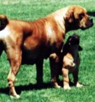 African Boerboel 