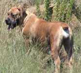 African Boerboel 