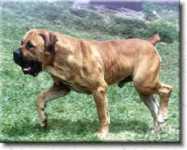 African Boerboel 