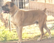 African boerboel