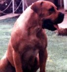 African Boerboel 