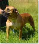 African Boerboel 