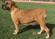 African boerboel