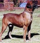 African Boerboel 