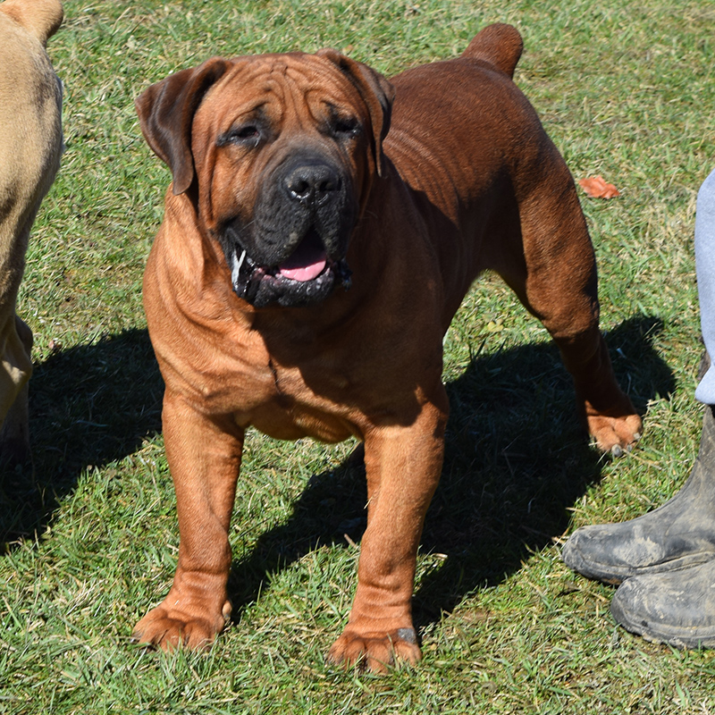 South African Boerboel Puppies For Sale 