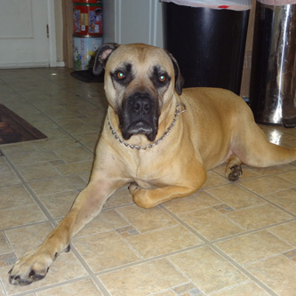 murdock Boerboel Rescue available 7-12